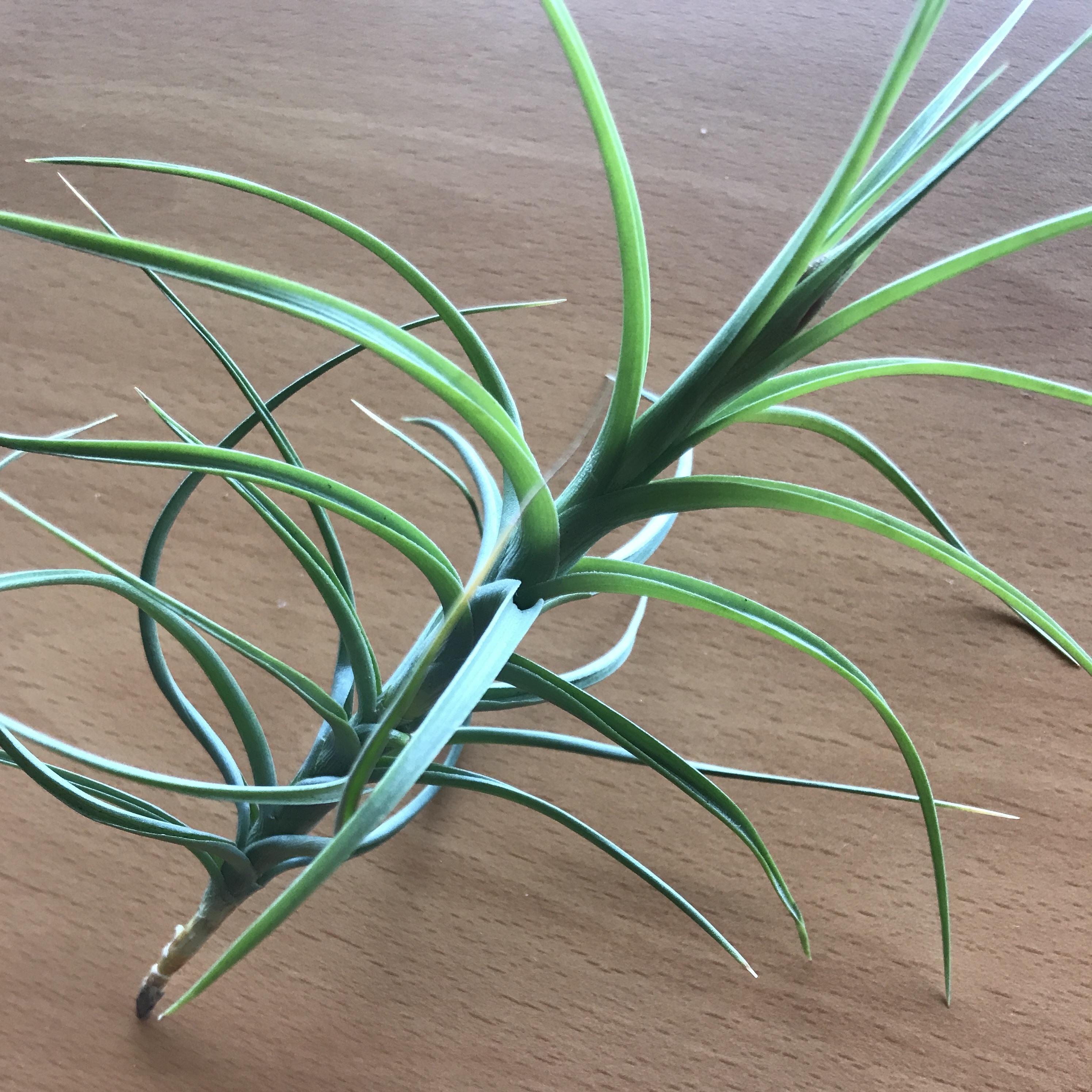 tillandsia aeranthos major