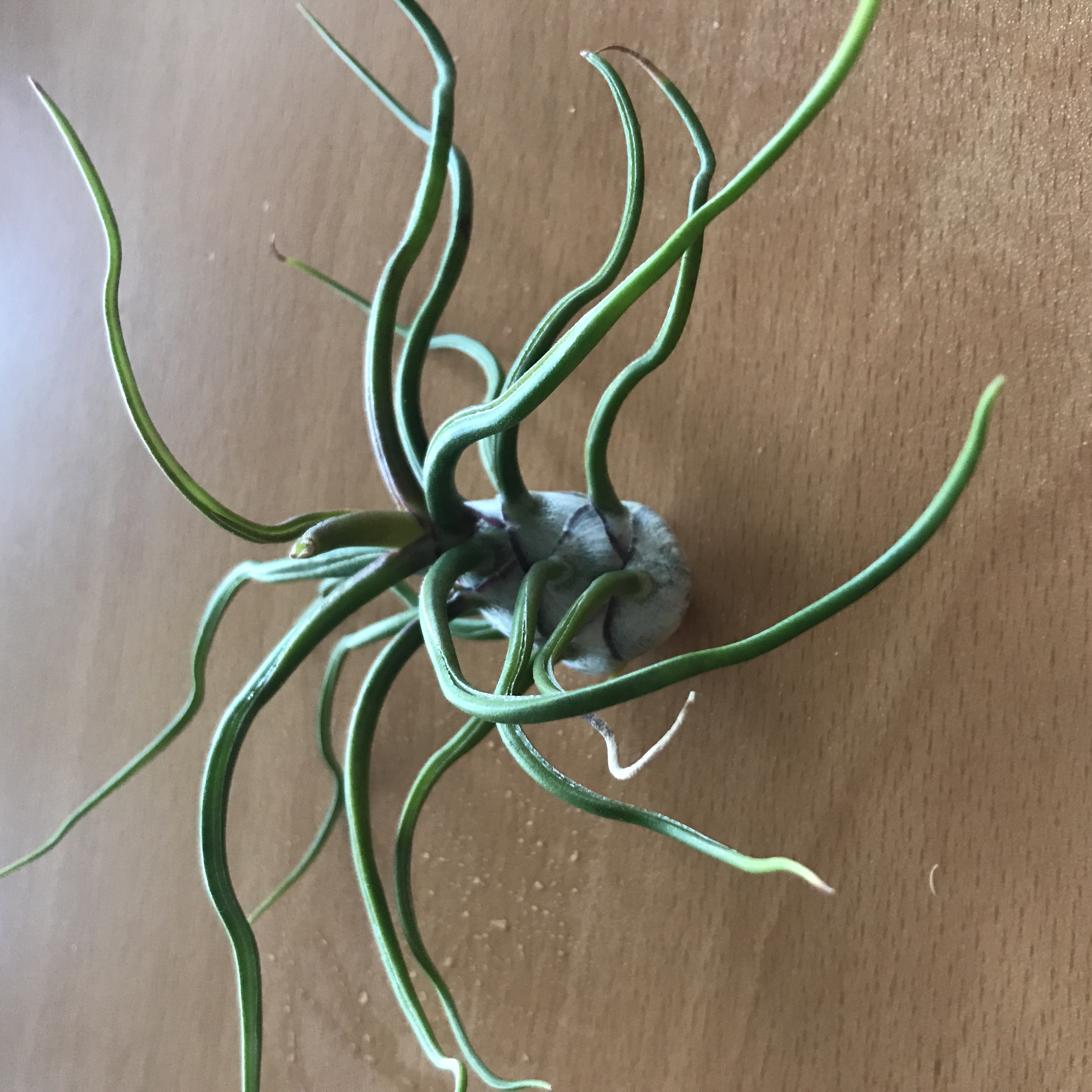 tillandsia bulbosa