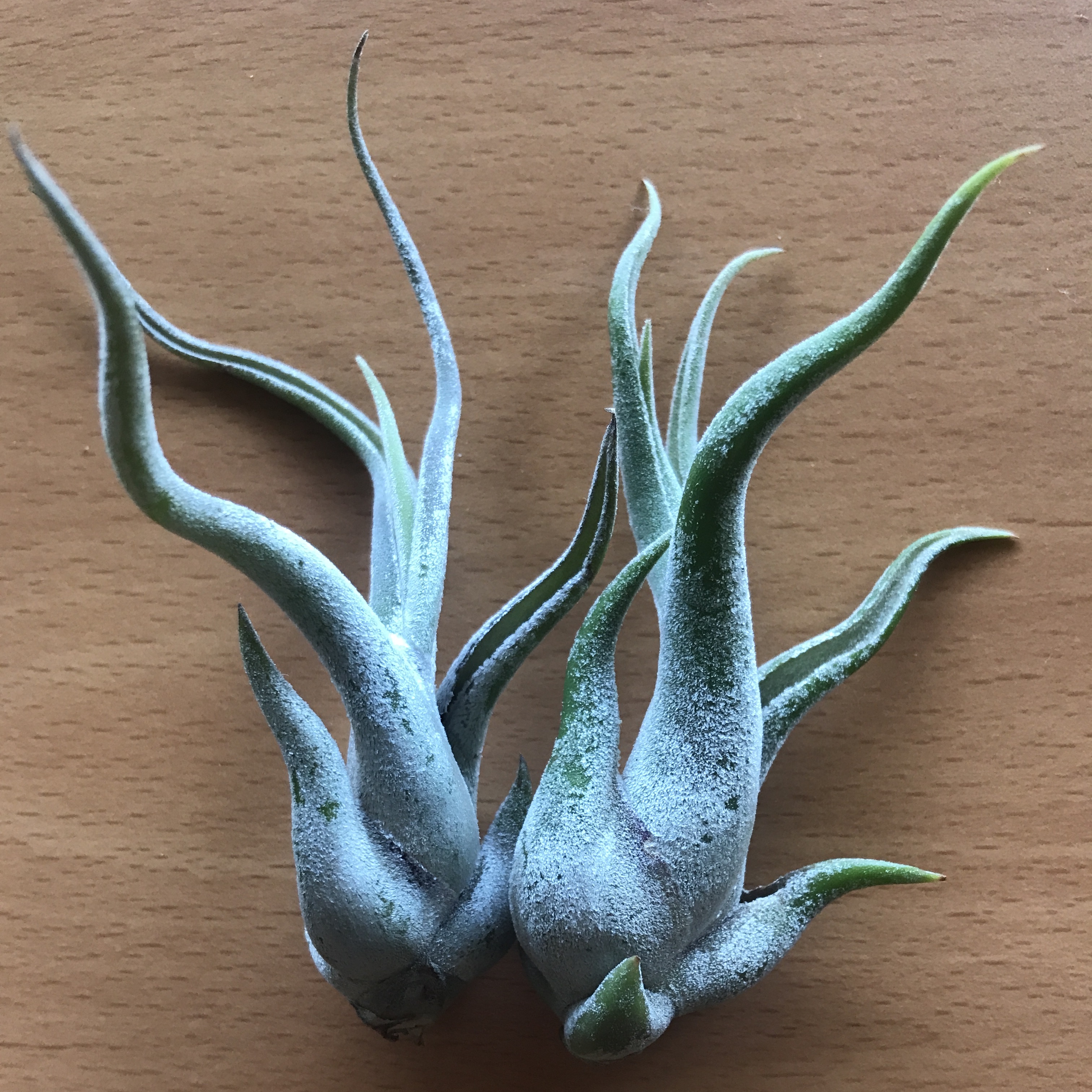 Tillandsia caput medusae