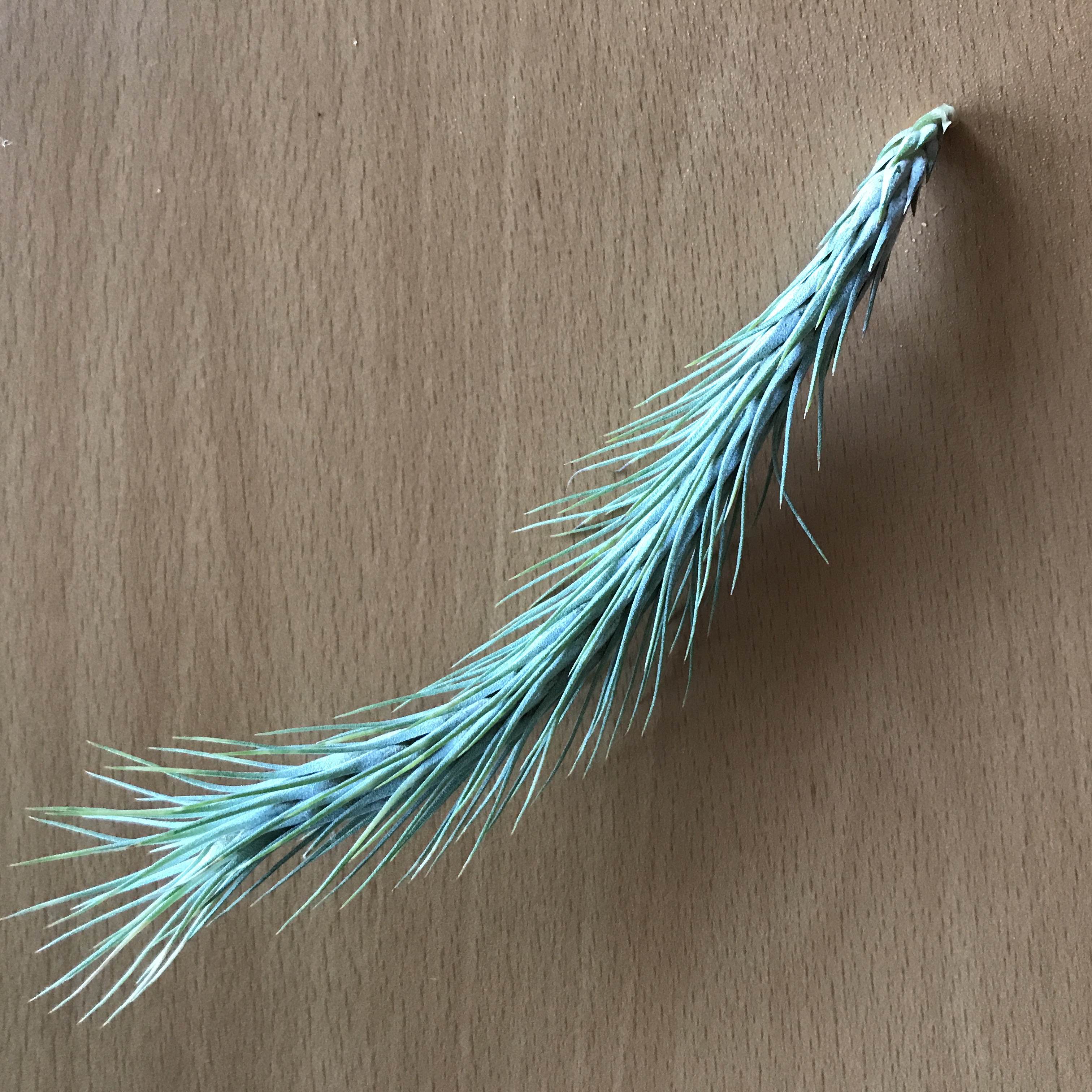 tillandsia funckiana