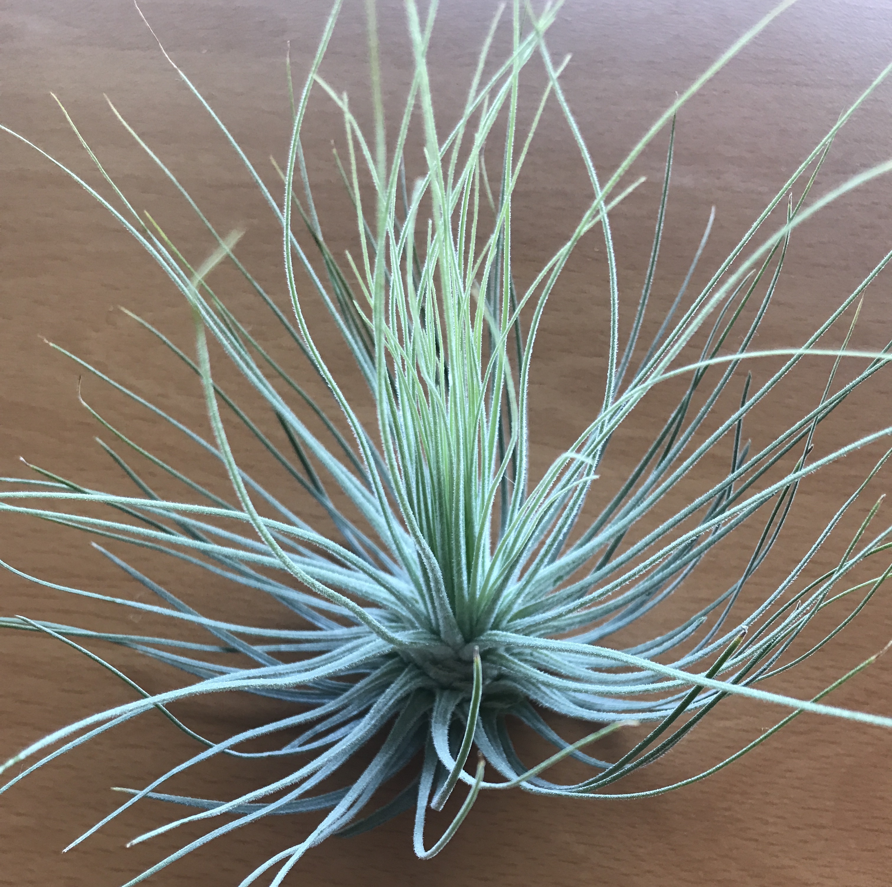 tillandsia magnusiana