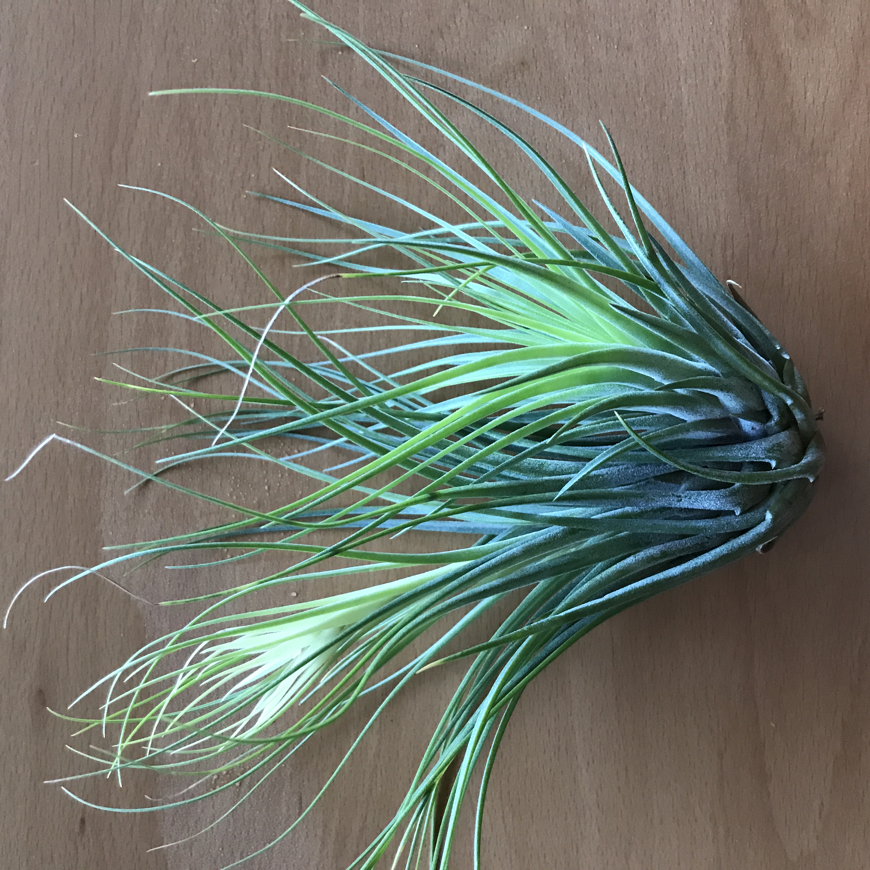 Tillandsia stricta