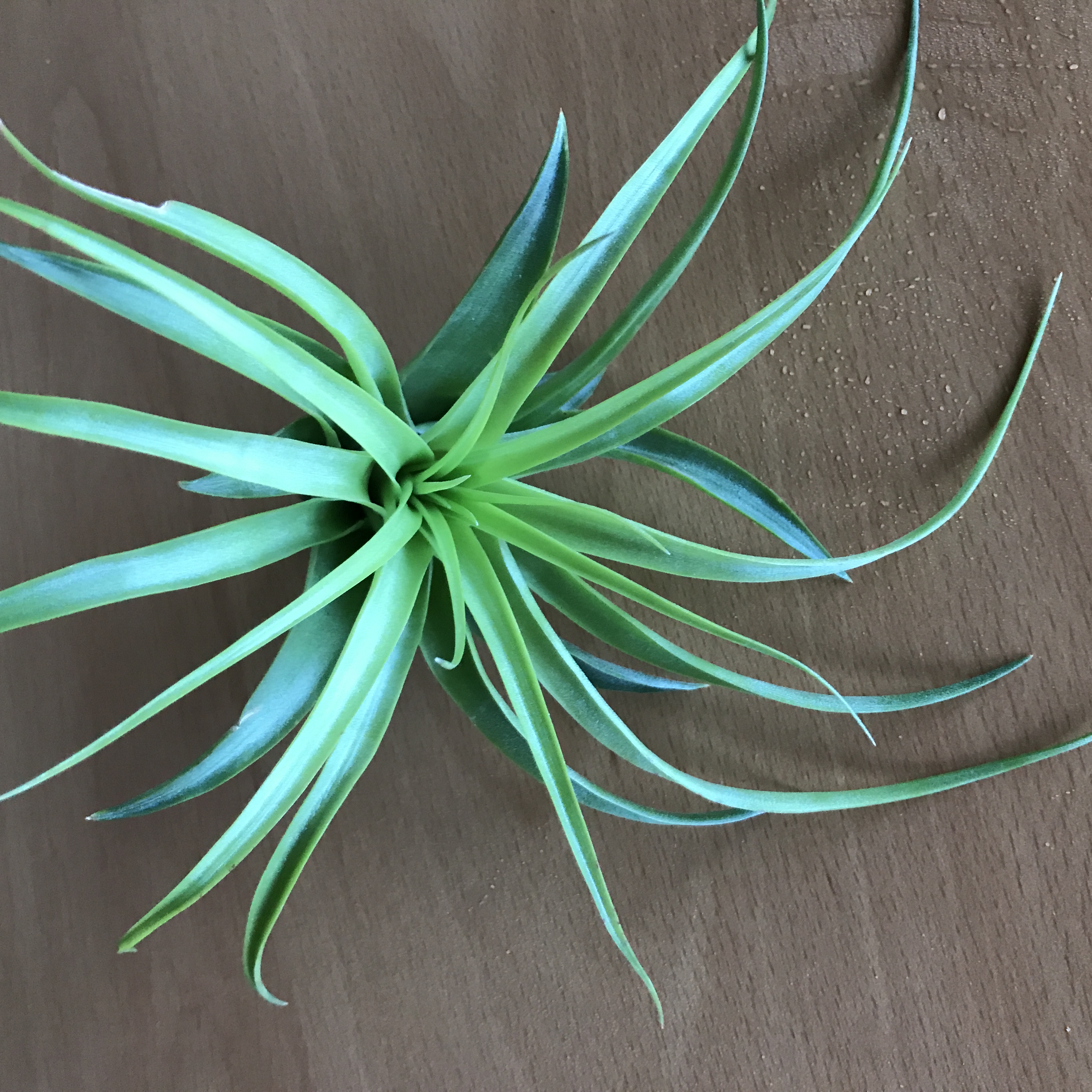 tillandsia velutina