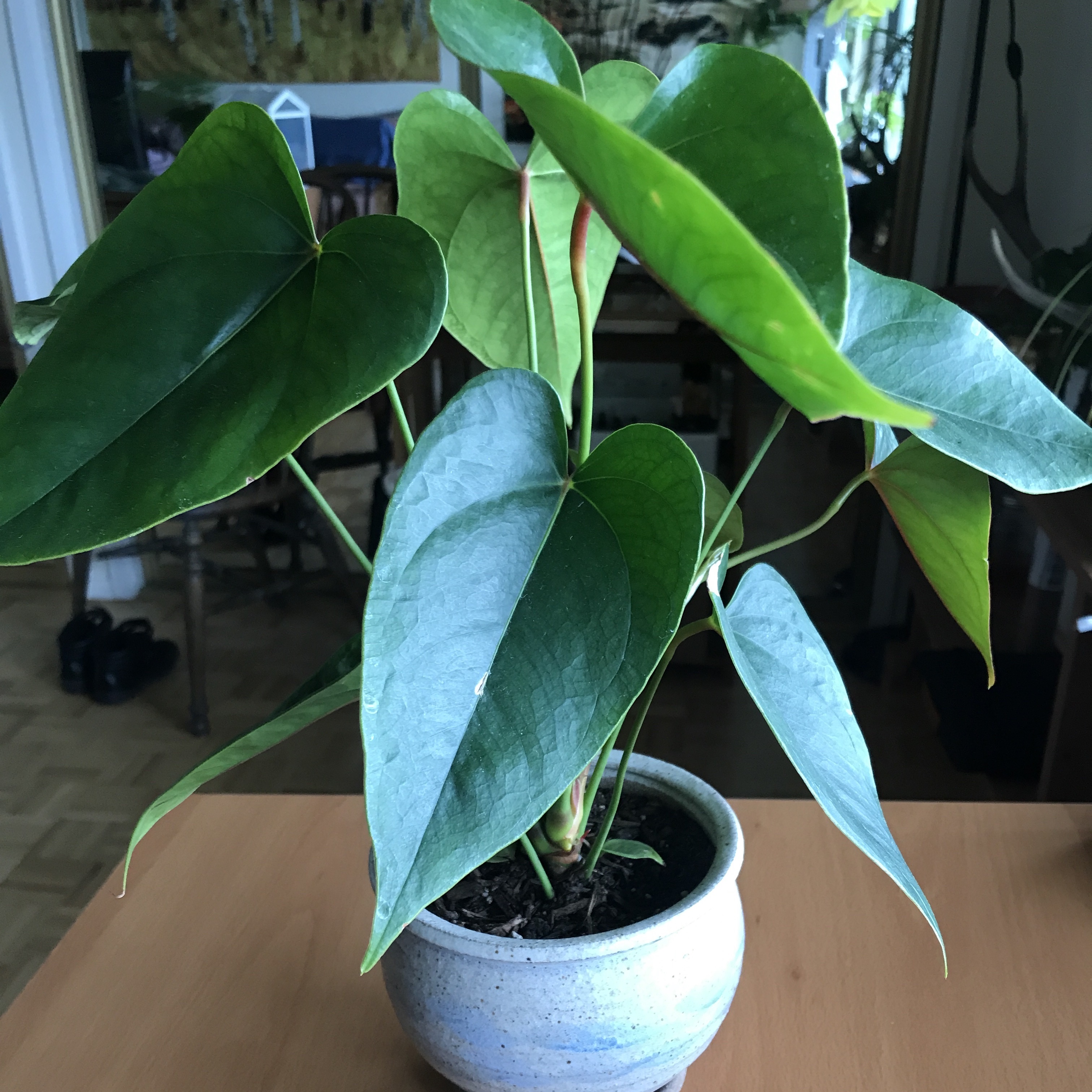 anthurium