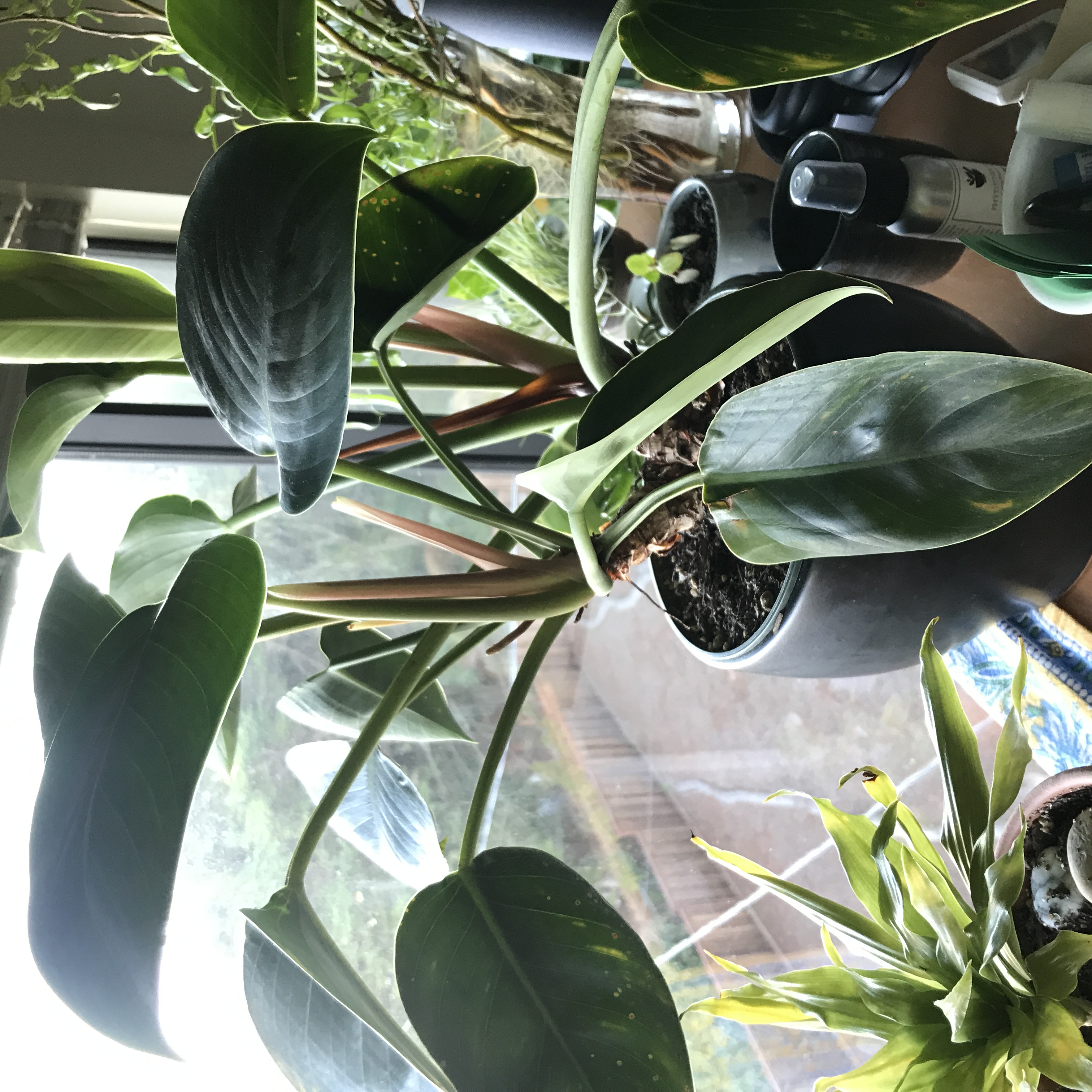 bird of paradise