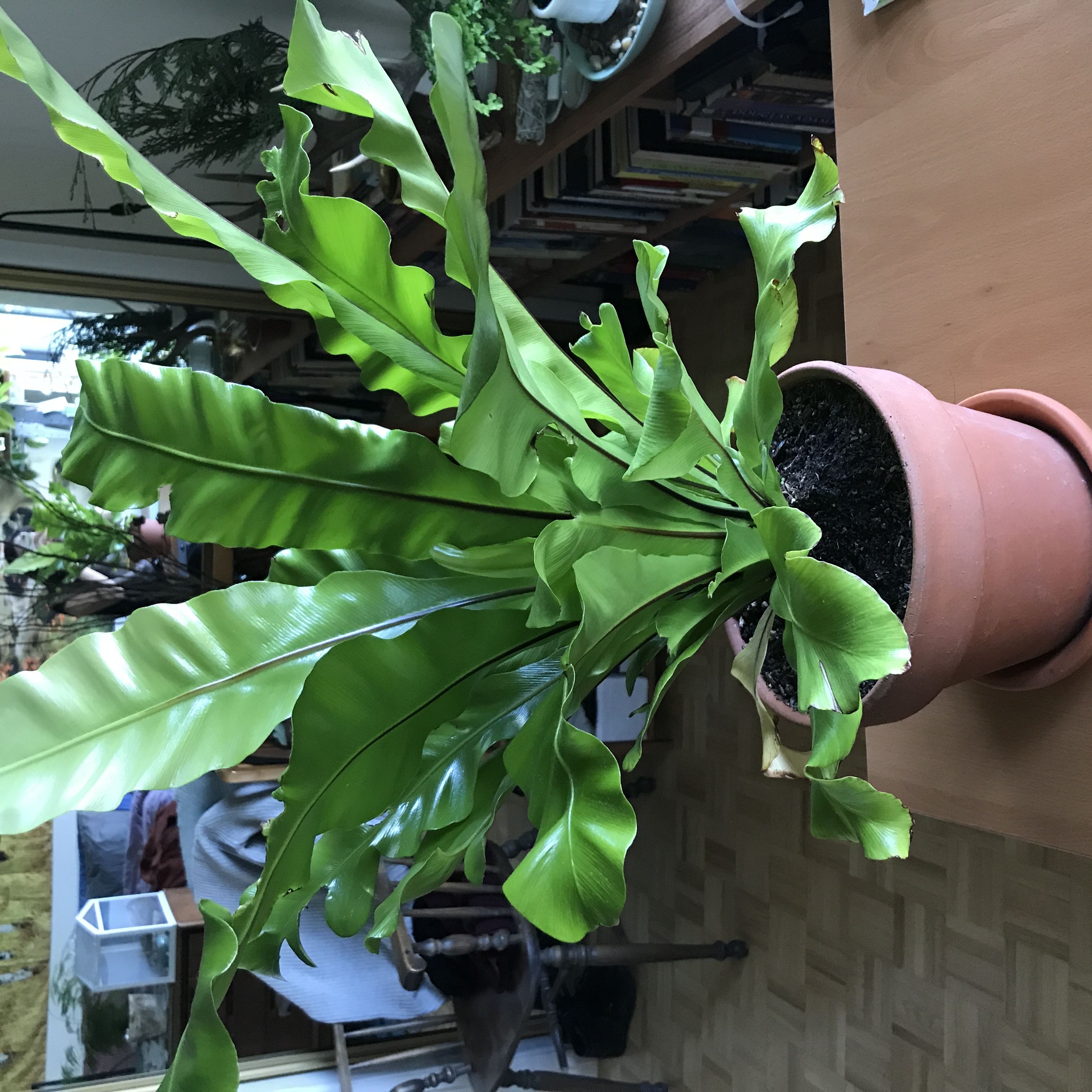 birds nest fern