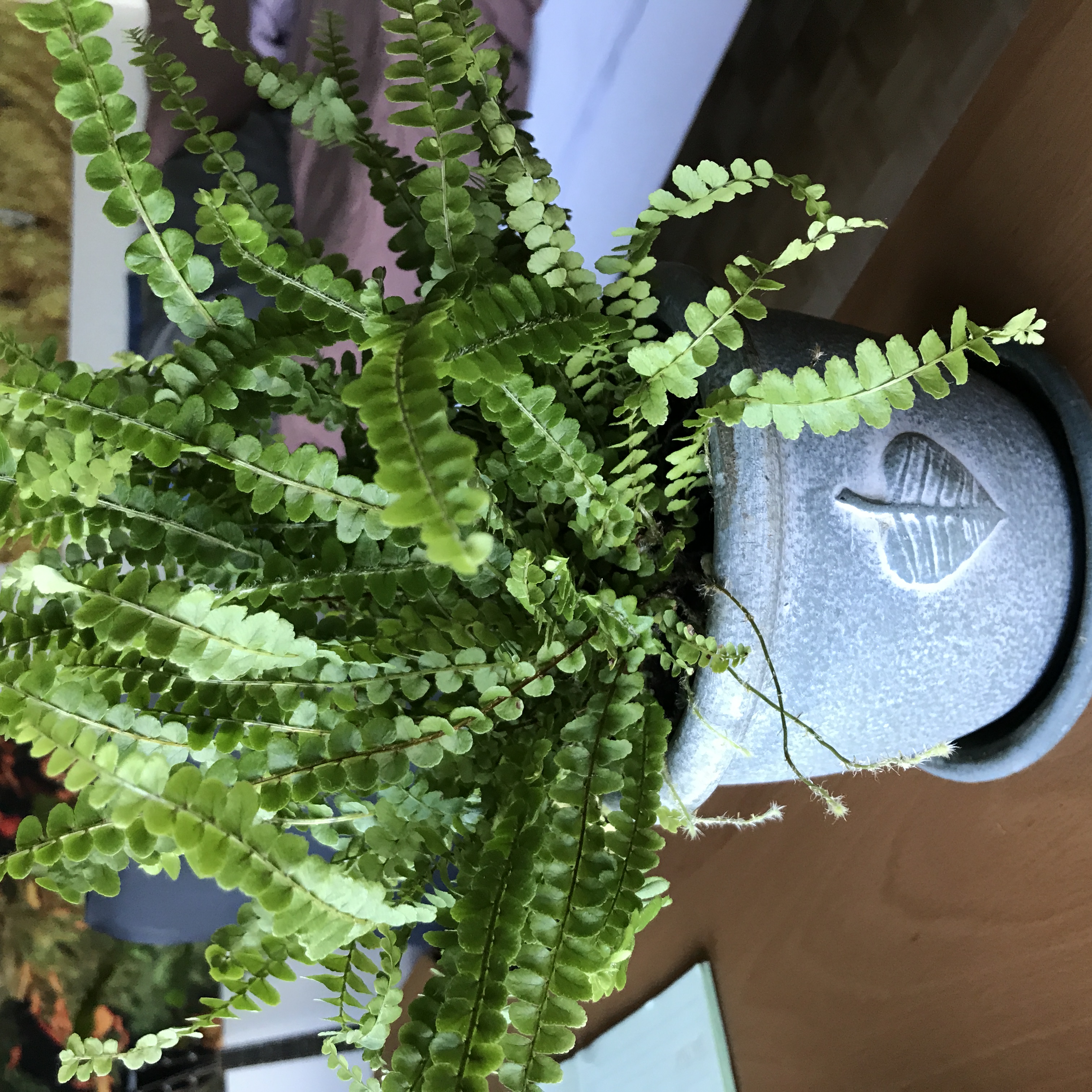 button fern