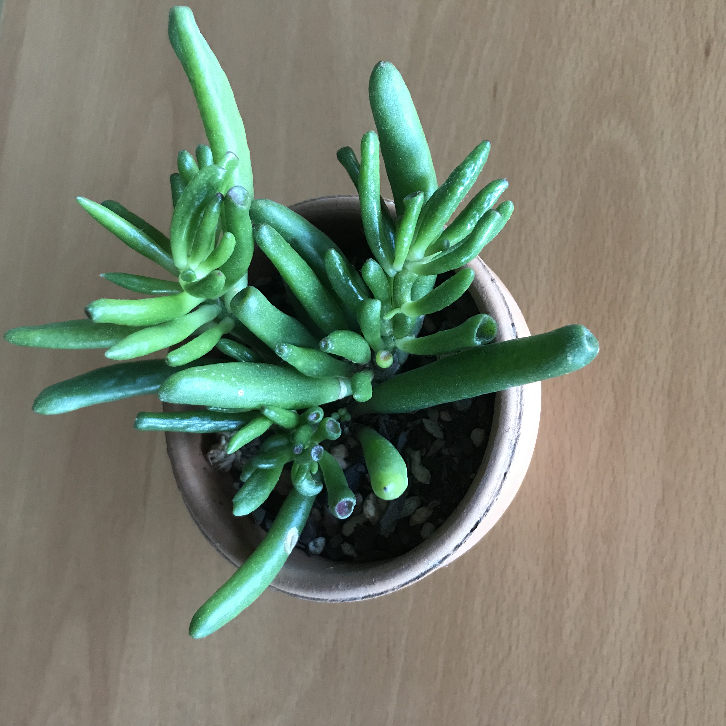 crassula ovata