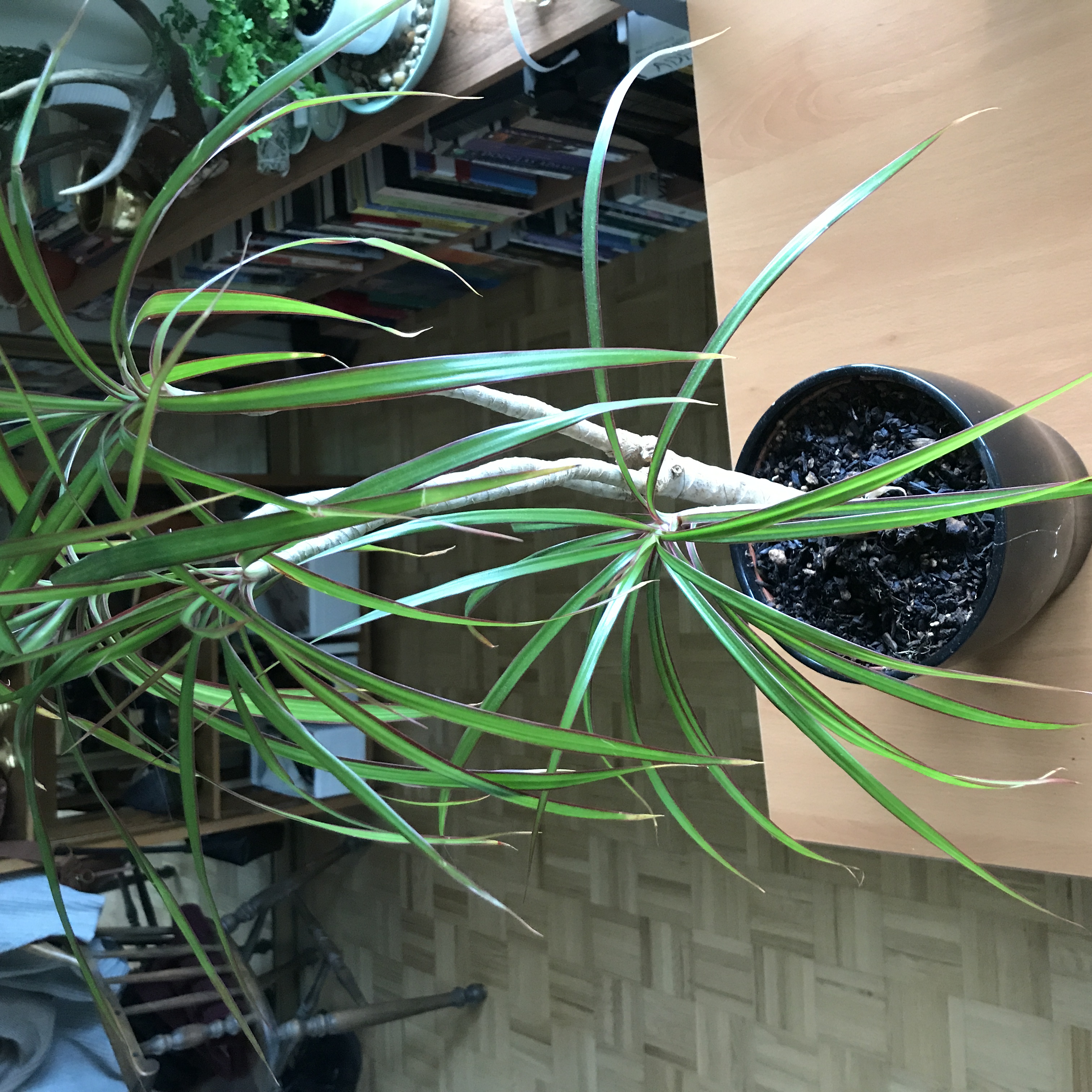 dracaena madacascar