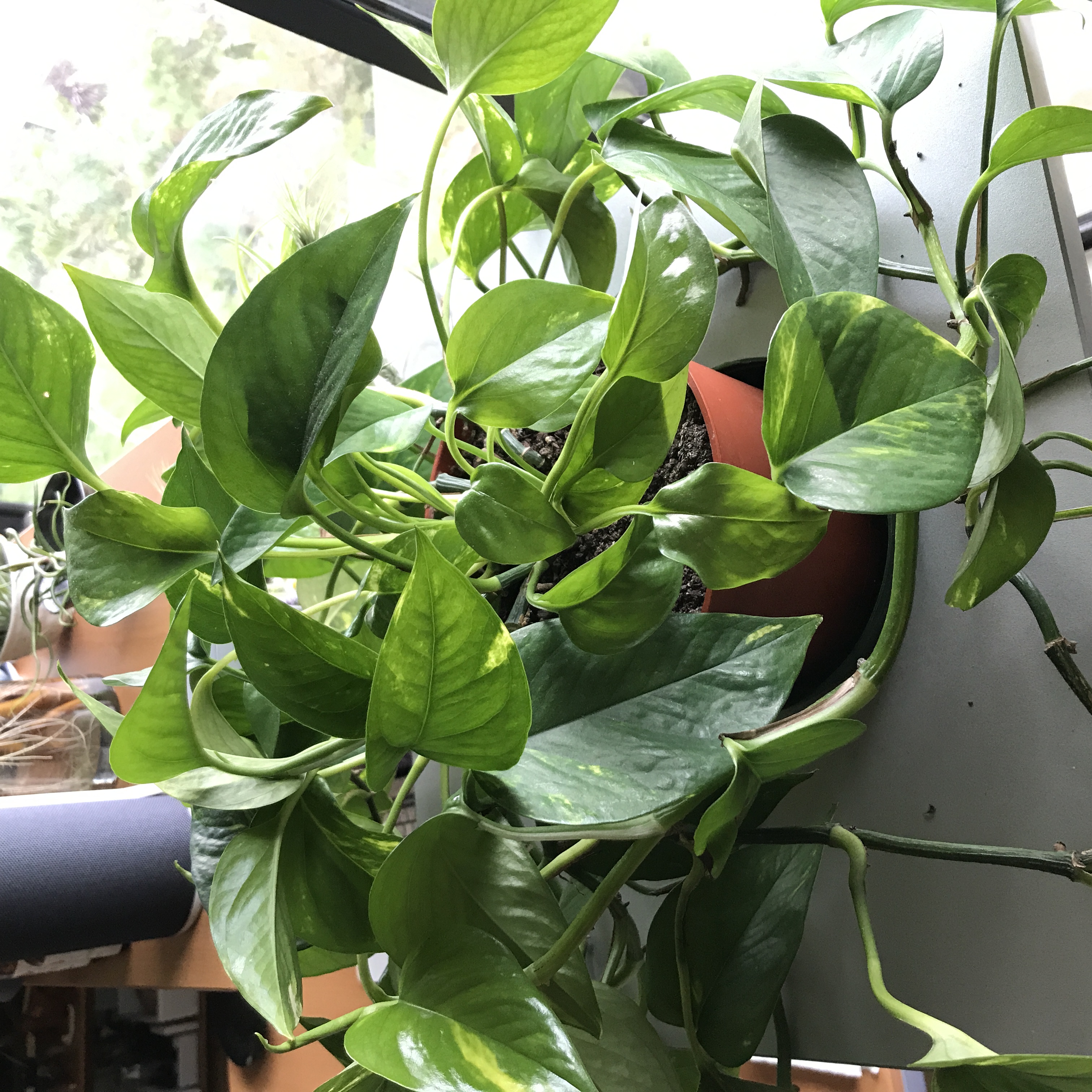 golden pothos