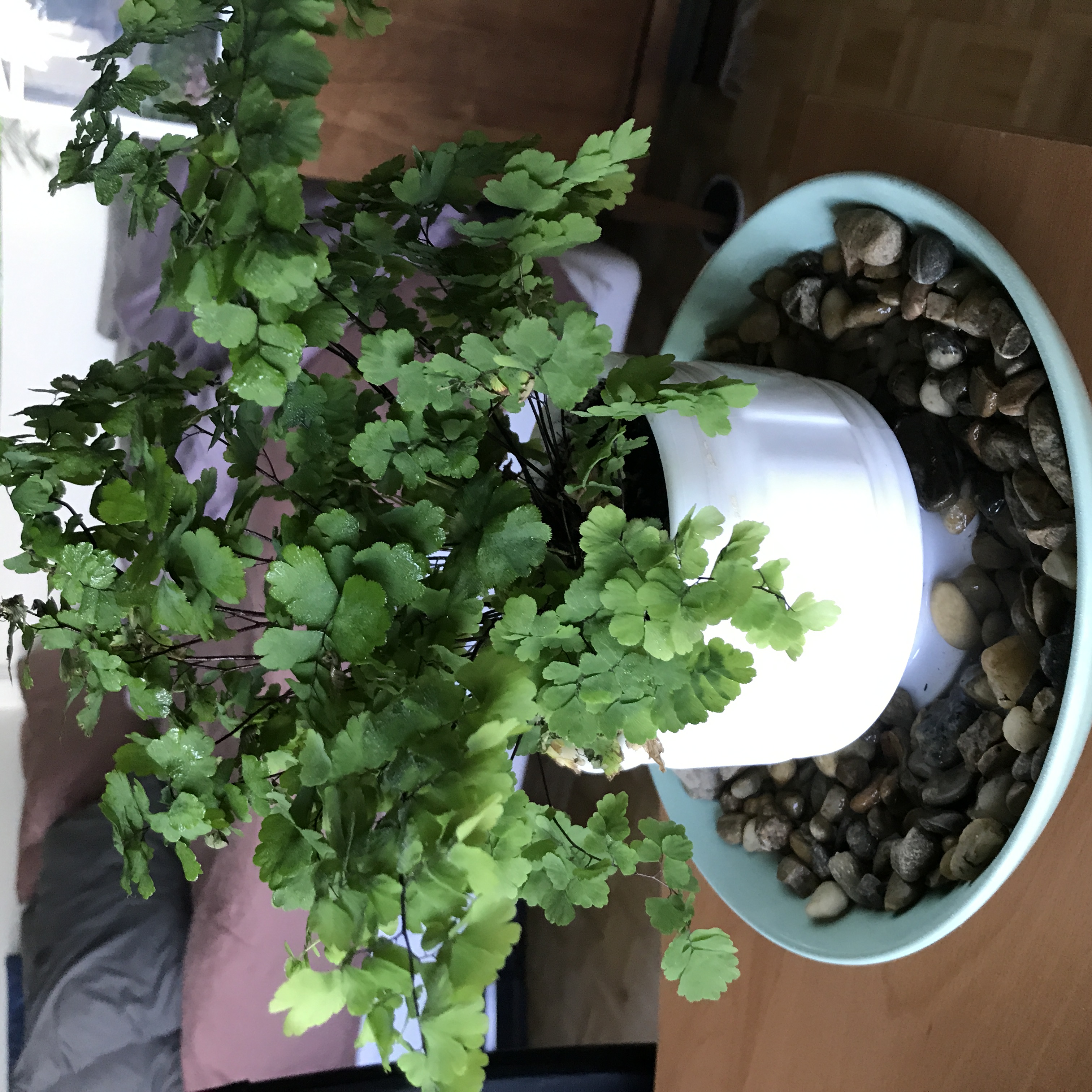 maiden hair fern