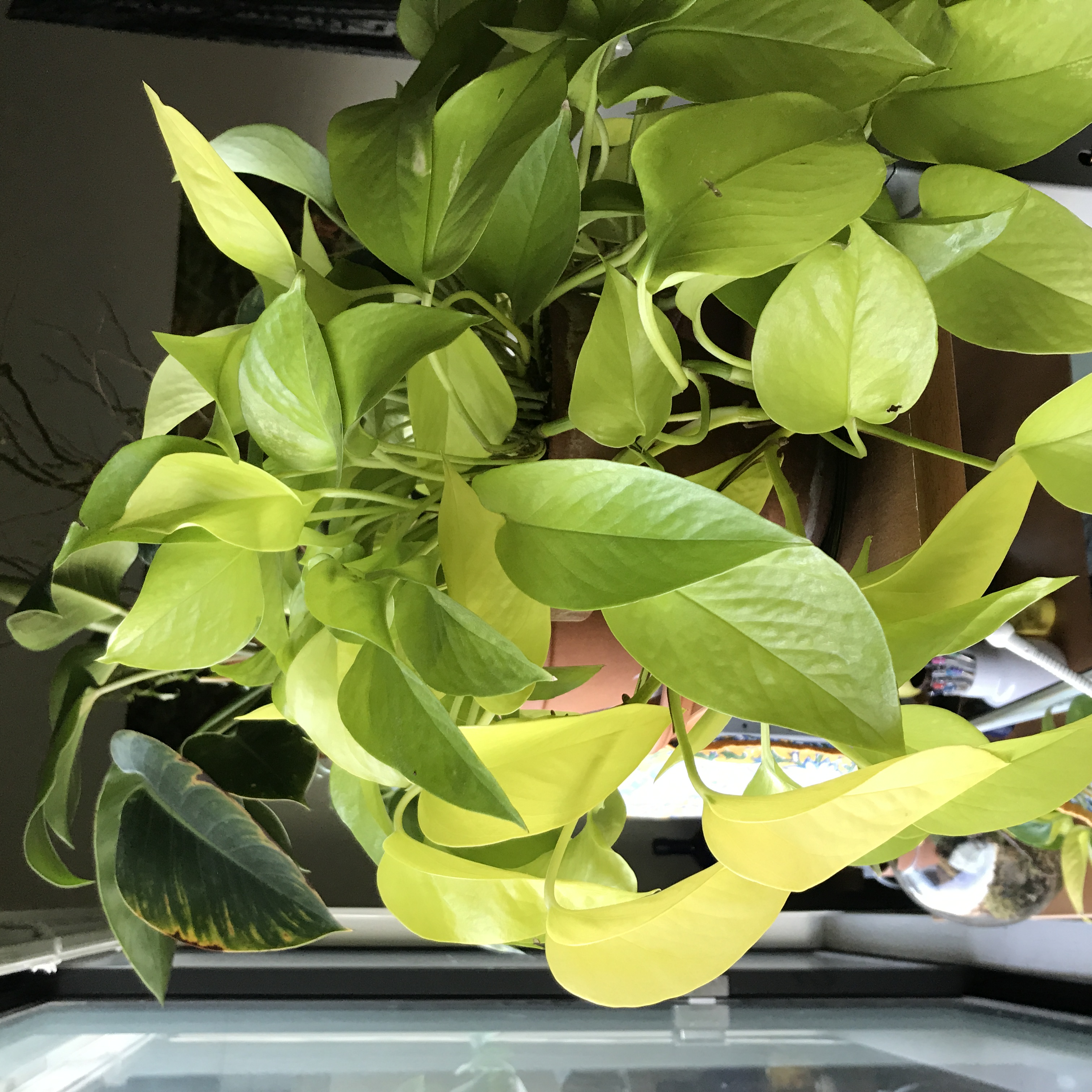 neon pothos