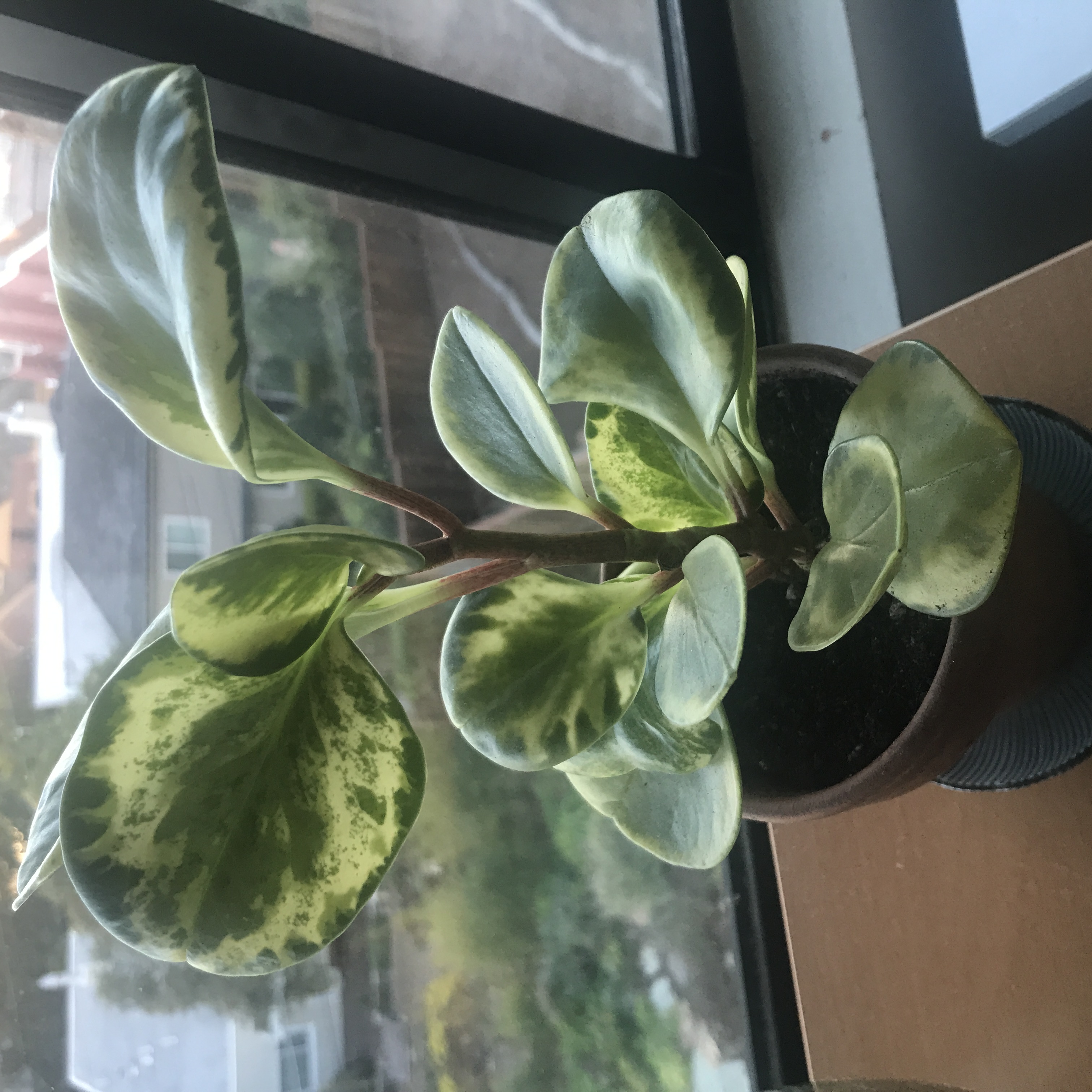 peperomia